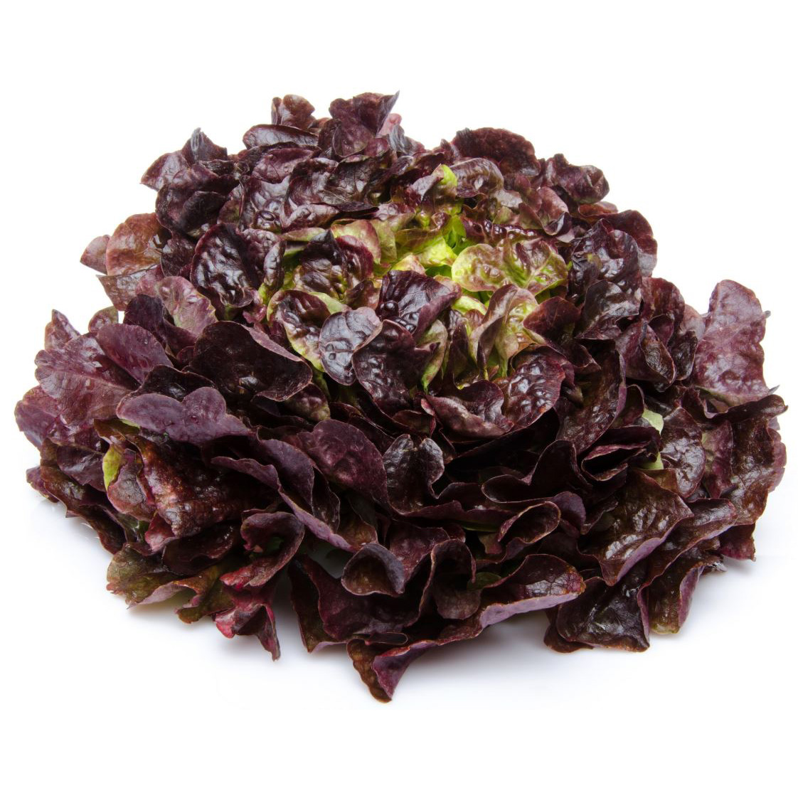 Salade Feuille de Chêne rouge