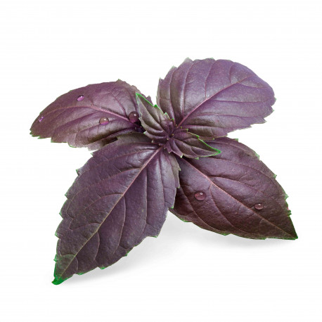 Basilic pourpre